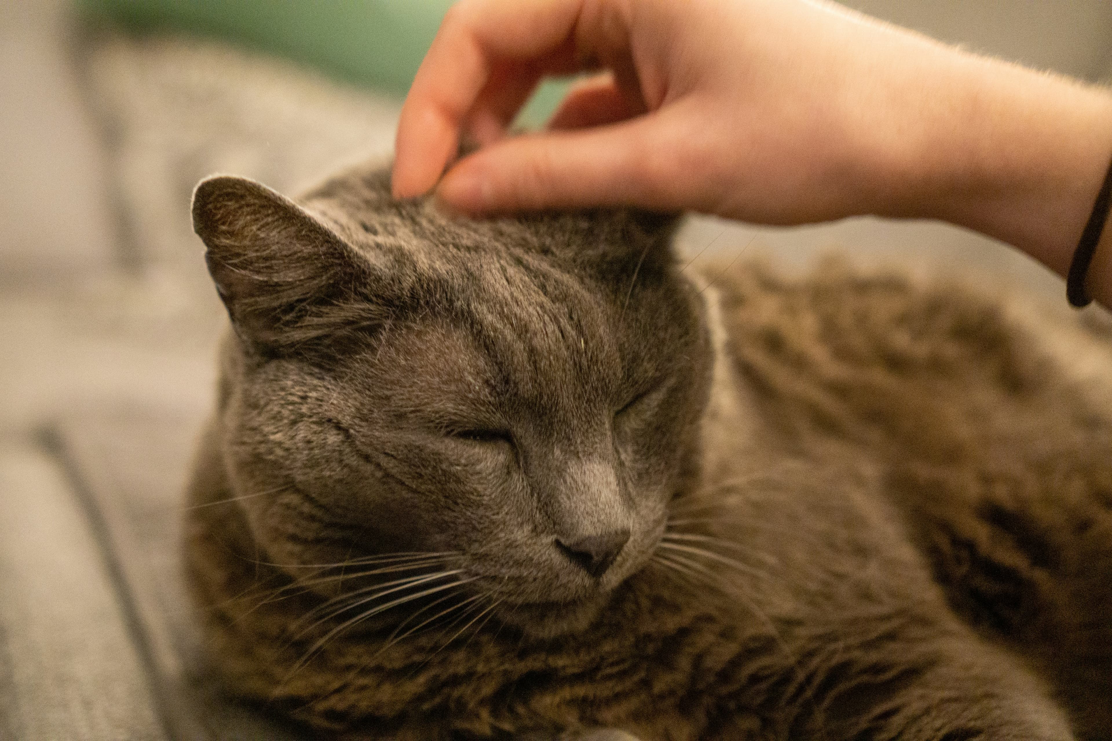 Pet